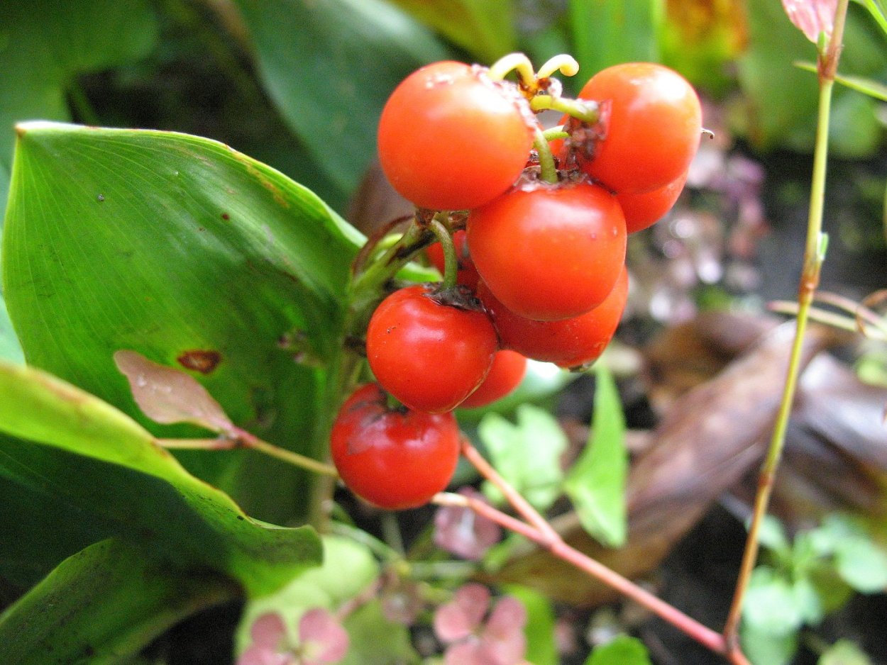 Ландыш Майский ягоды