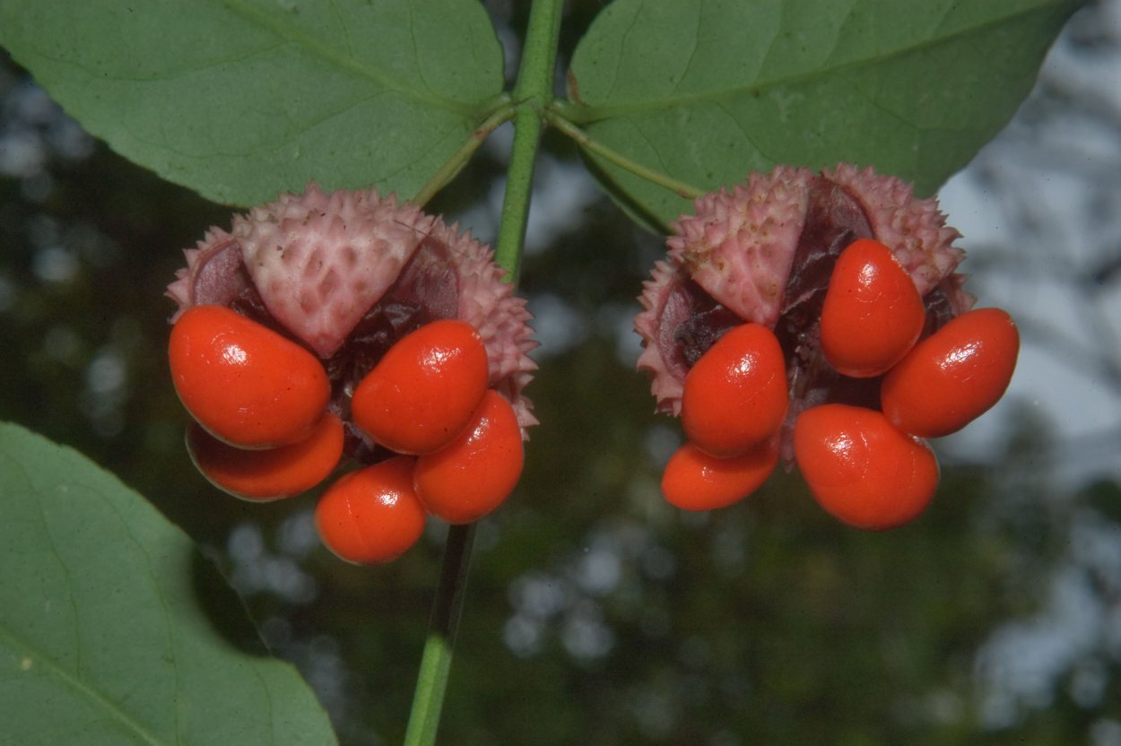Лесная ягода куманика
