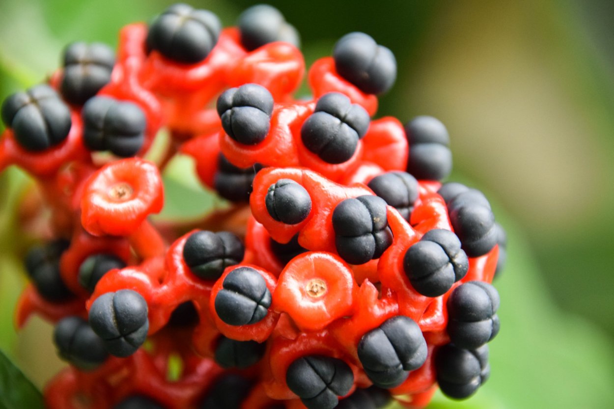 Ягода редкая красивая