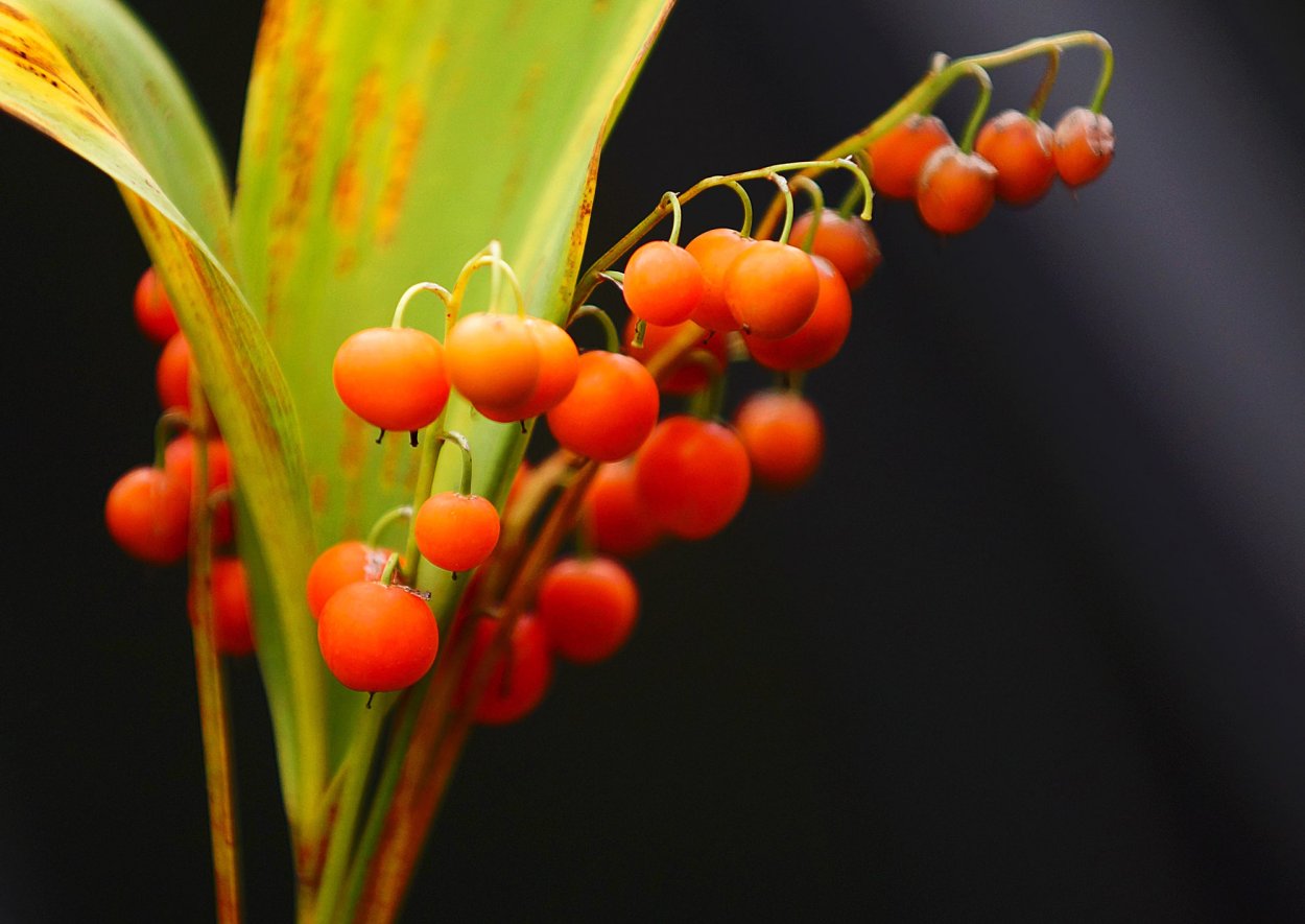 Ландыш Майский с плодами