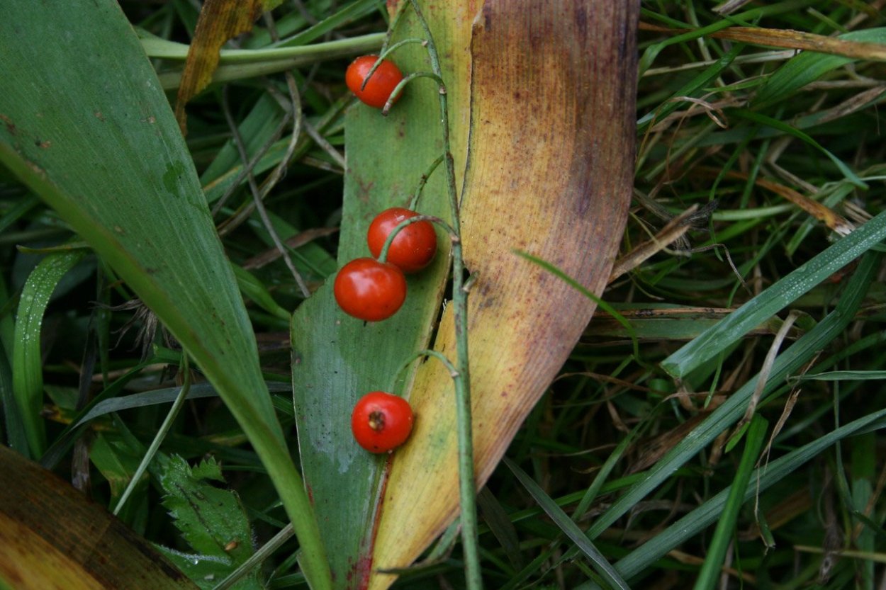 Жимолость Лесная габитус