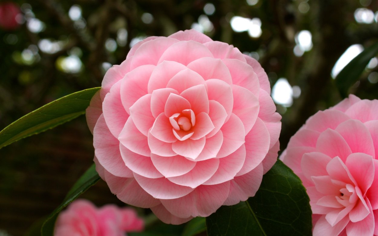 Японская Камелия Цубаки