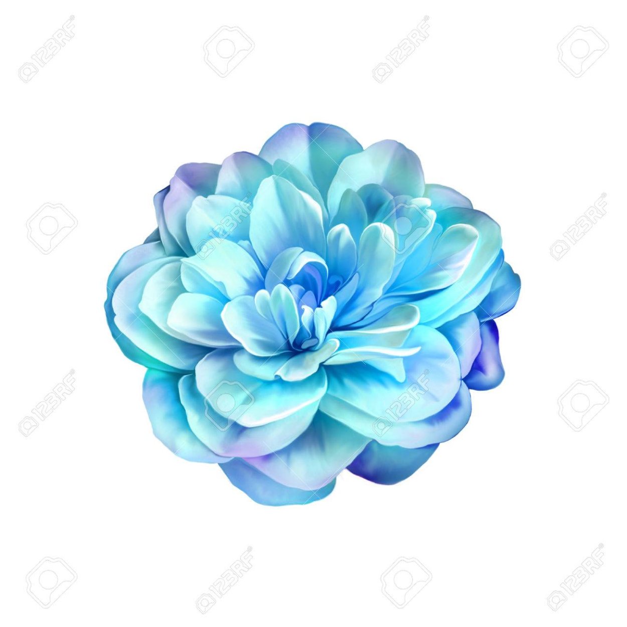 Камелия цветок голубая