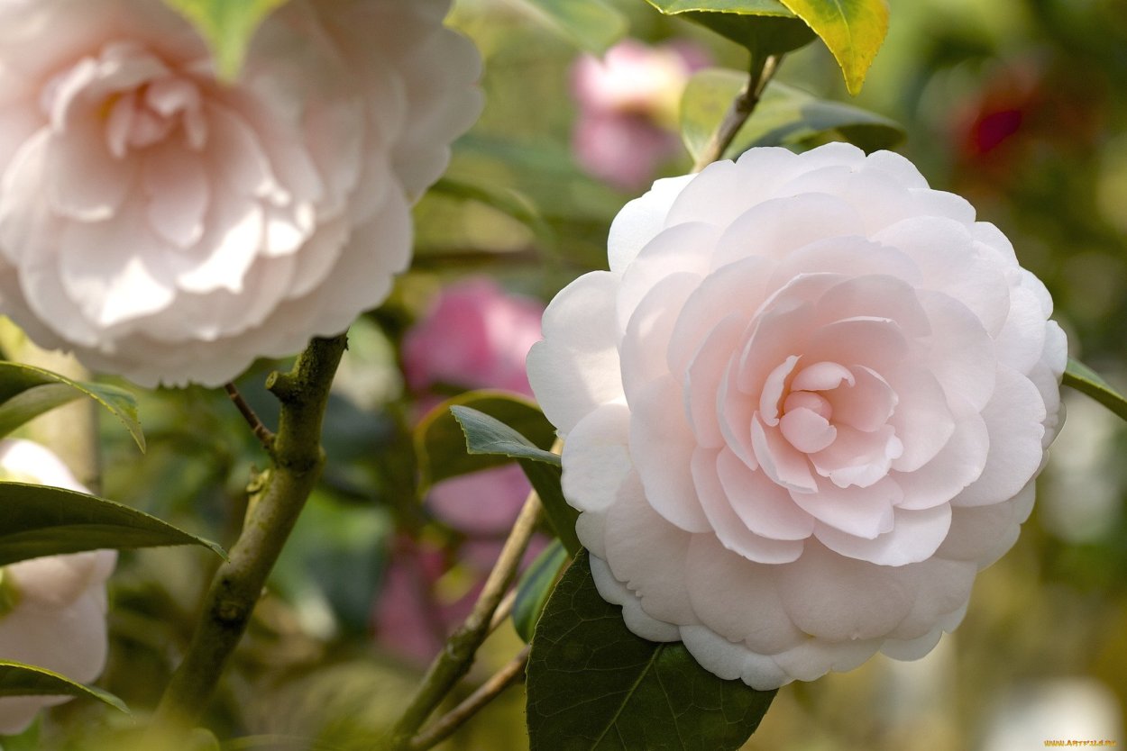 Камелия японская цветок