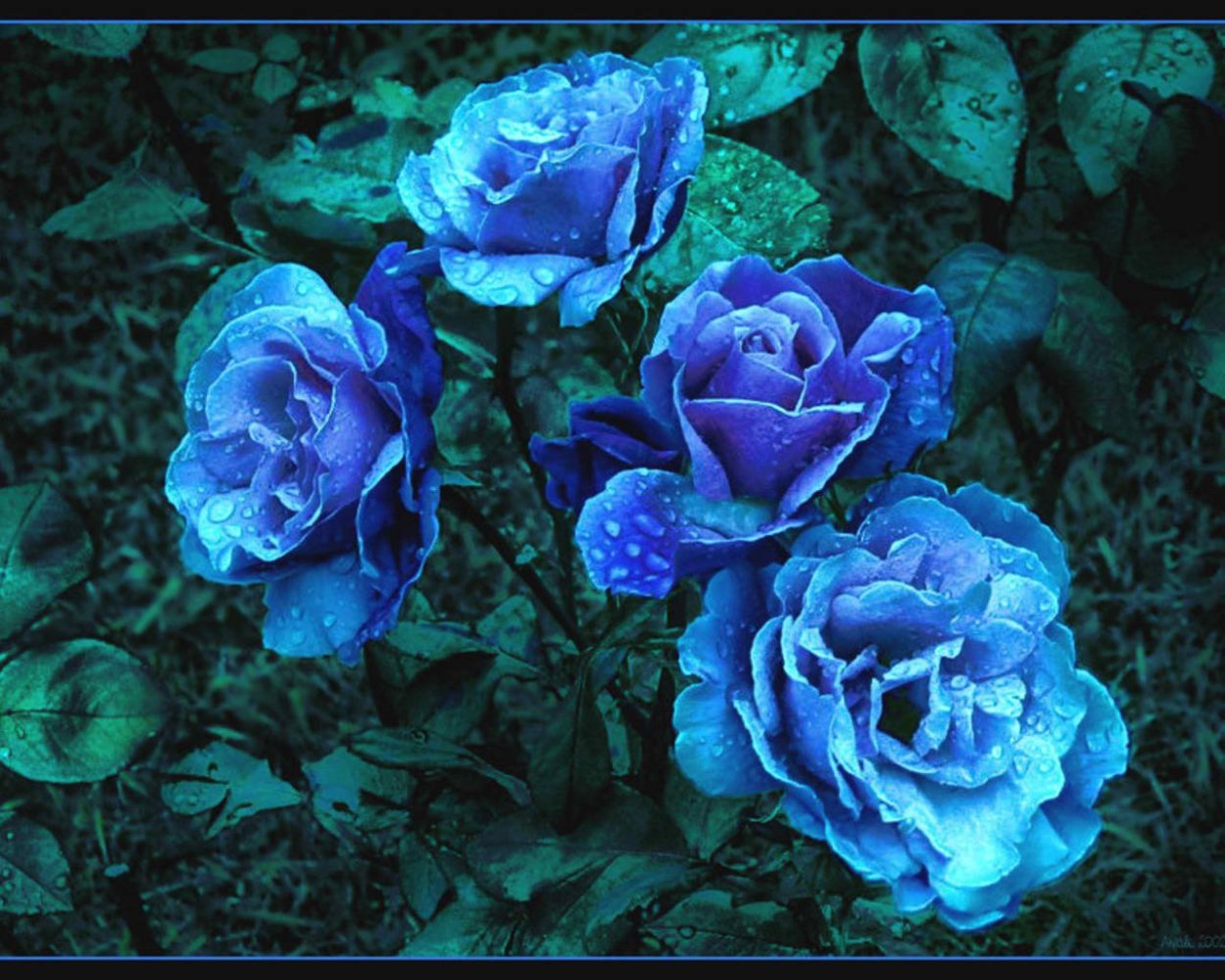 Камелия японская Вильям Бартлетт