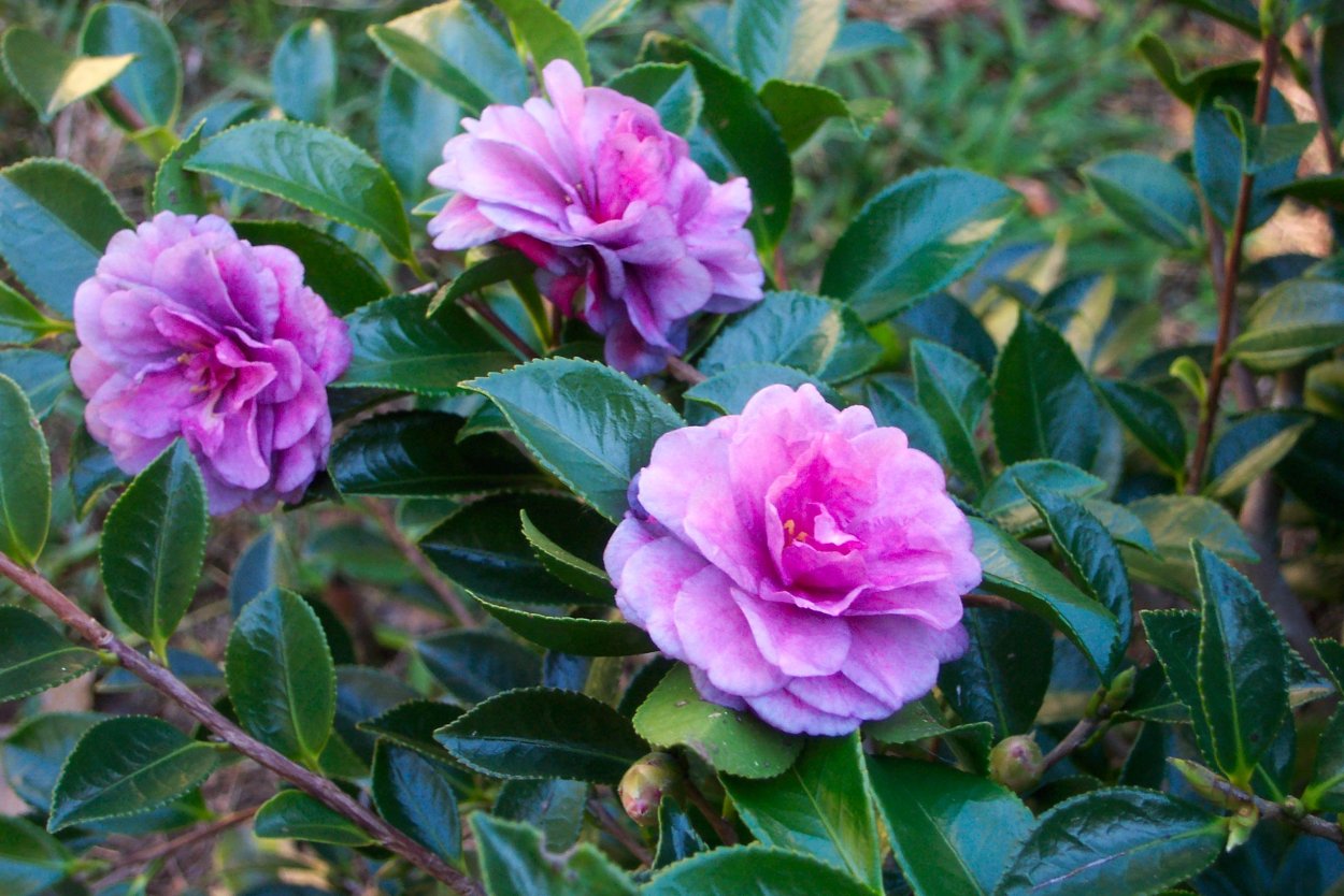 Камелия цветок голубая