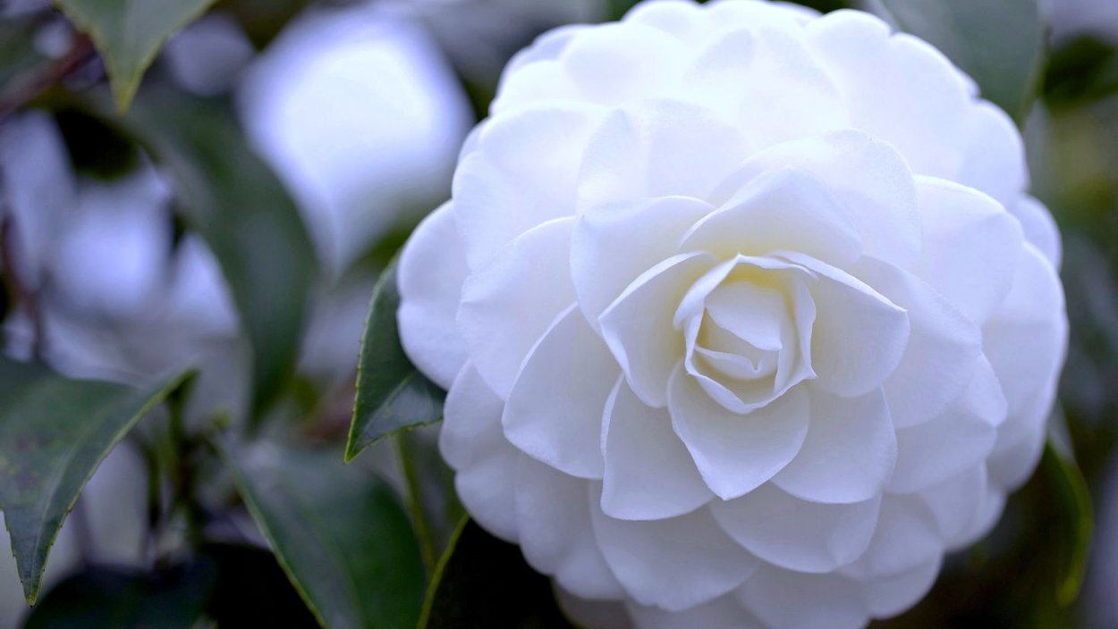 Белые цветы с каплями росы