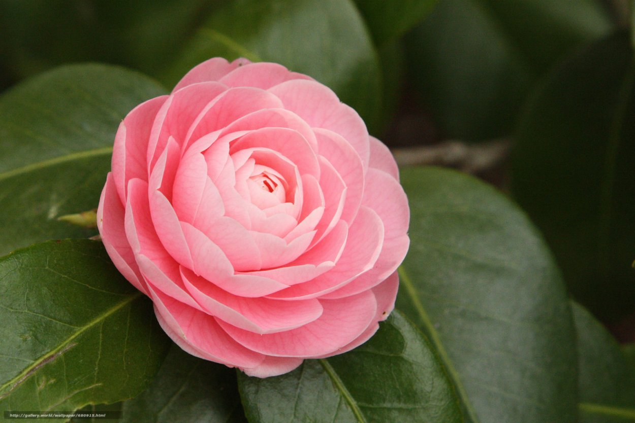 Миддлемист растение