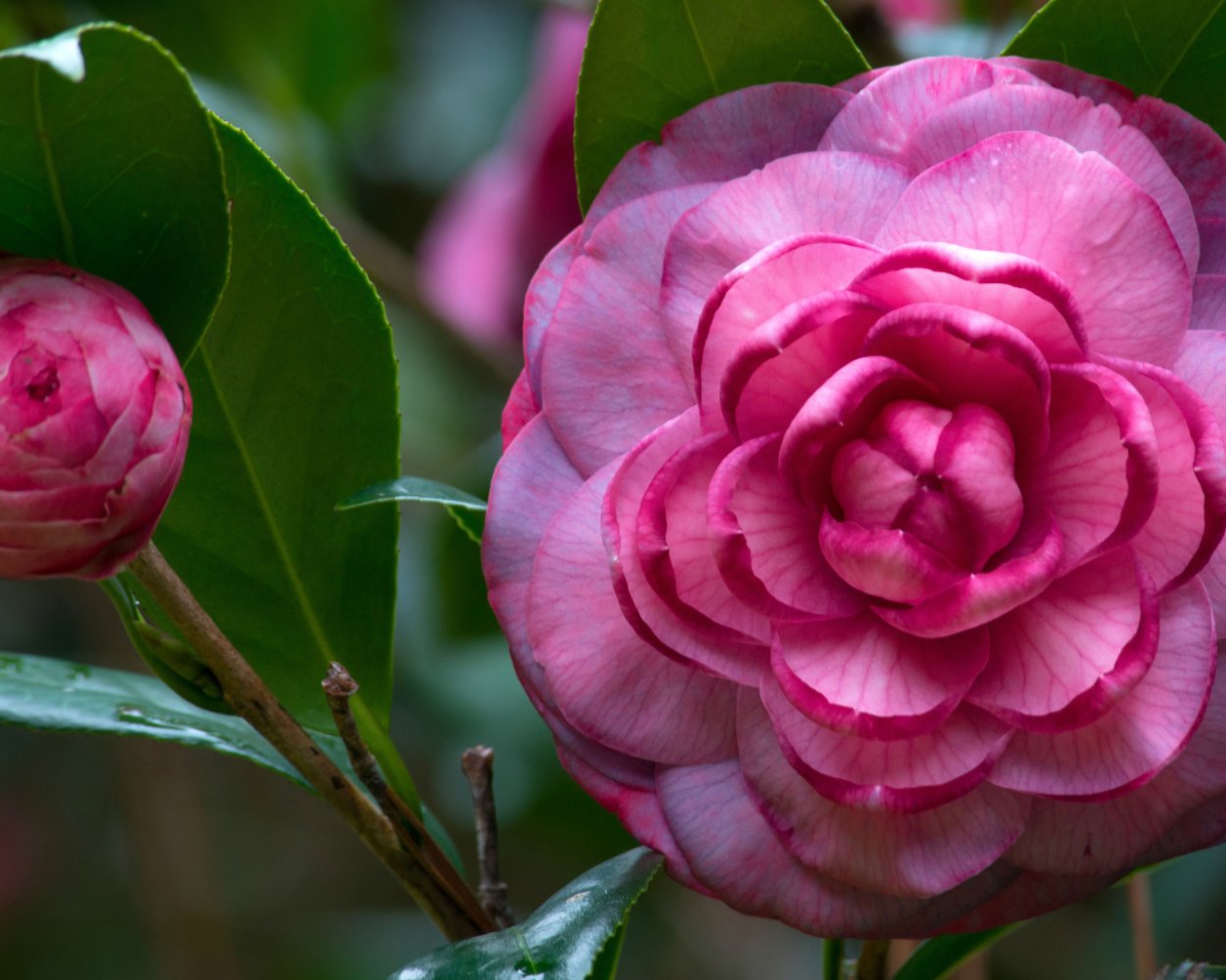 Камелия Японика цветок