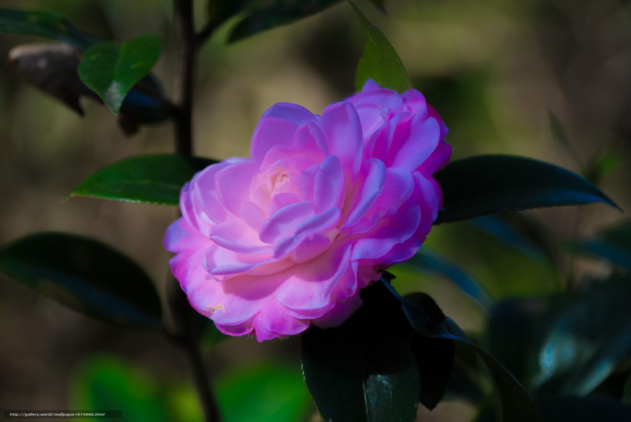 Камелия японская голубая