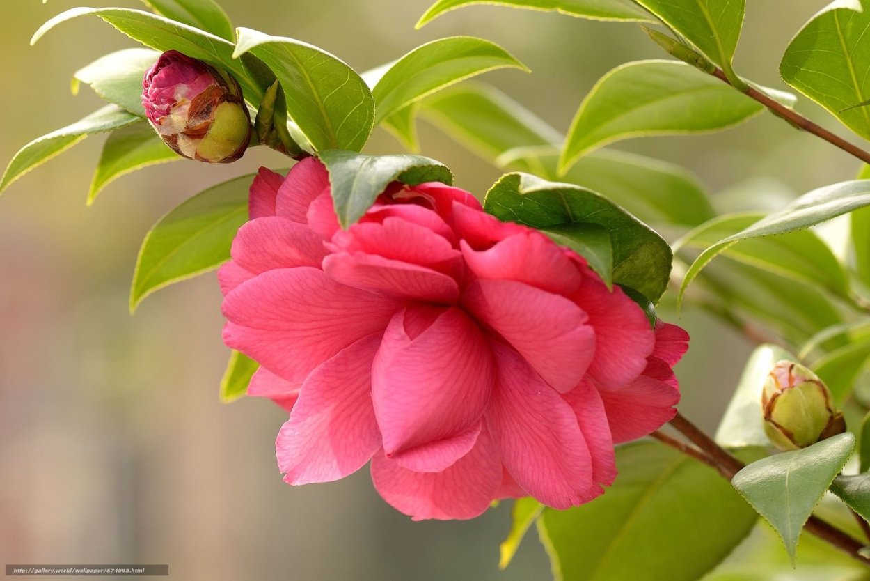 Уайт Фельди цветы