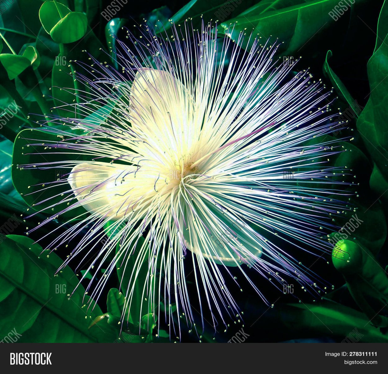 Баррингтония в Сочи