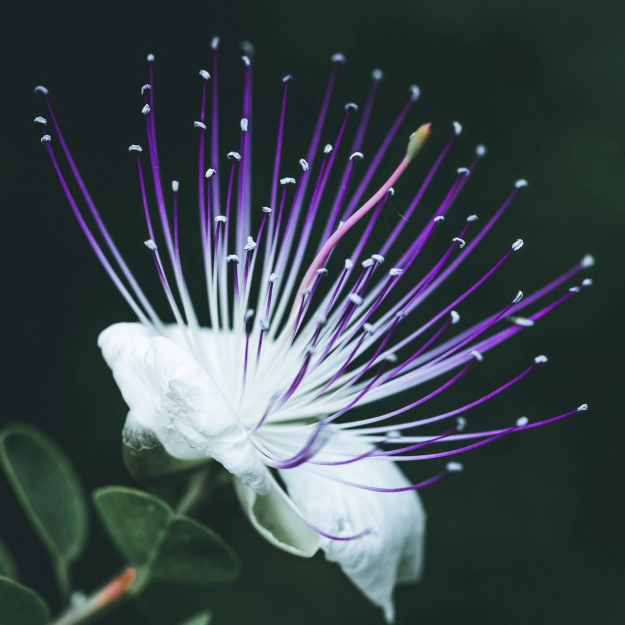 Баррингтония дерево