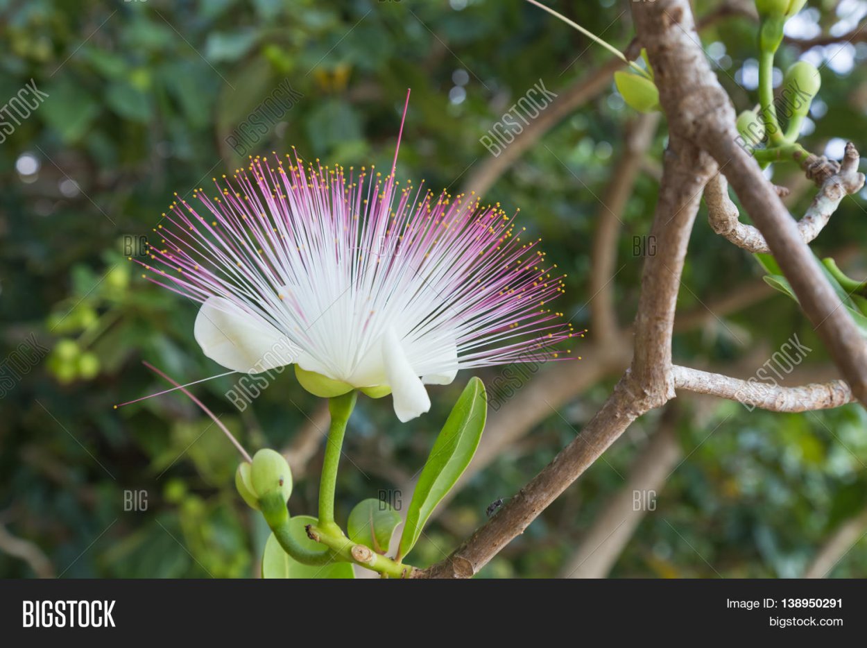 Баррингтония азиатская