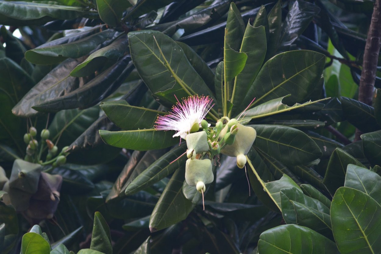 Gamakatsu Hook LS-2030b