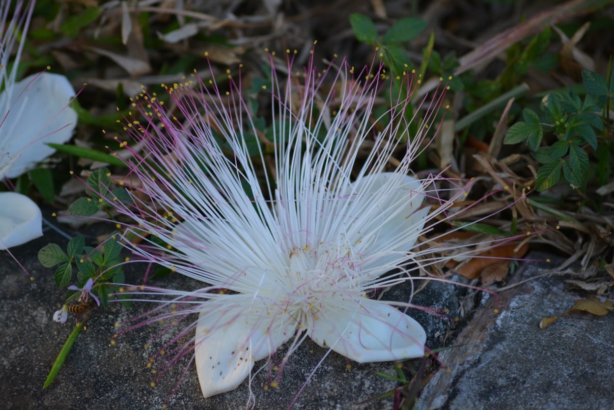 Баррингтония съедобная Barringtonia edulis