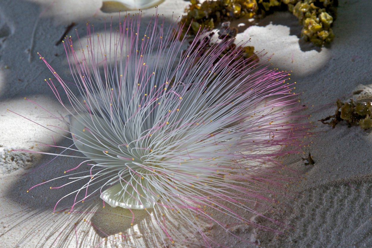 Ботаническая иллюстрация акварель