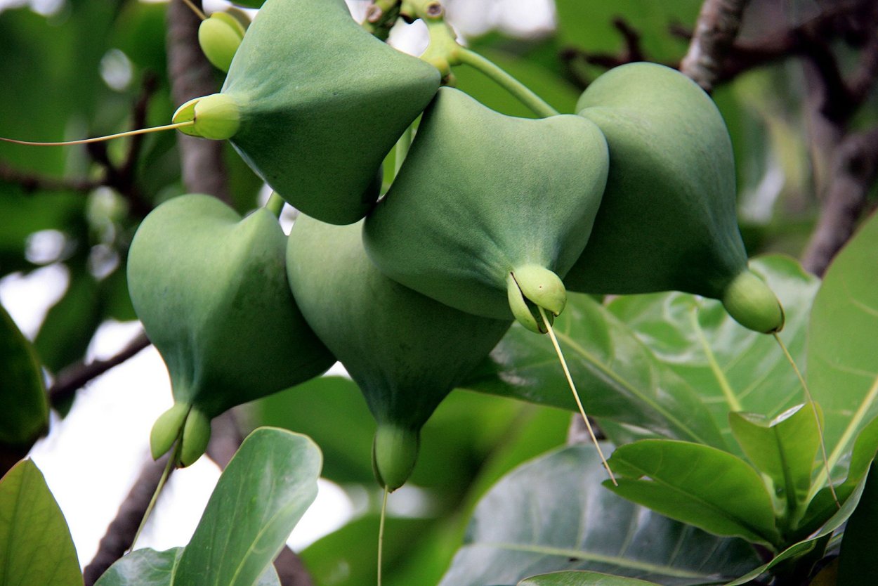 Баррингтония азиатская