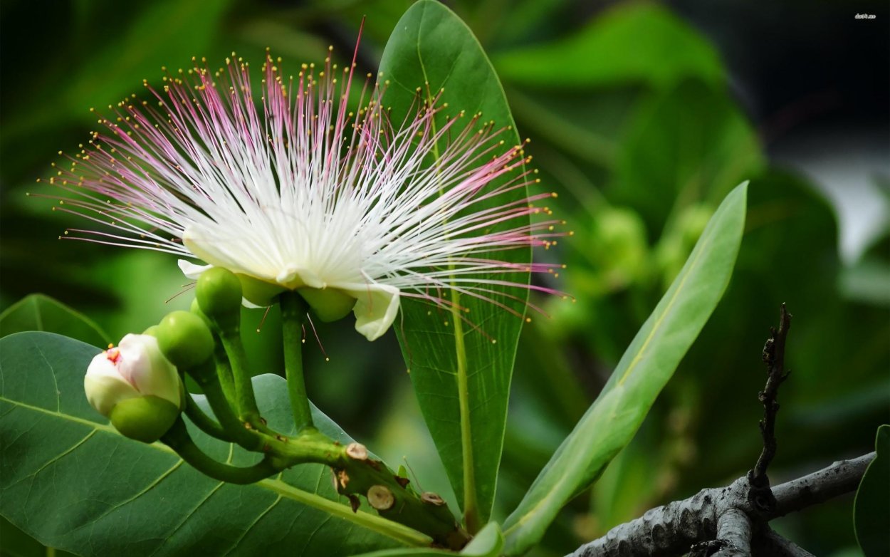 Баррингтония дерево