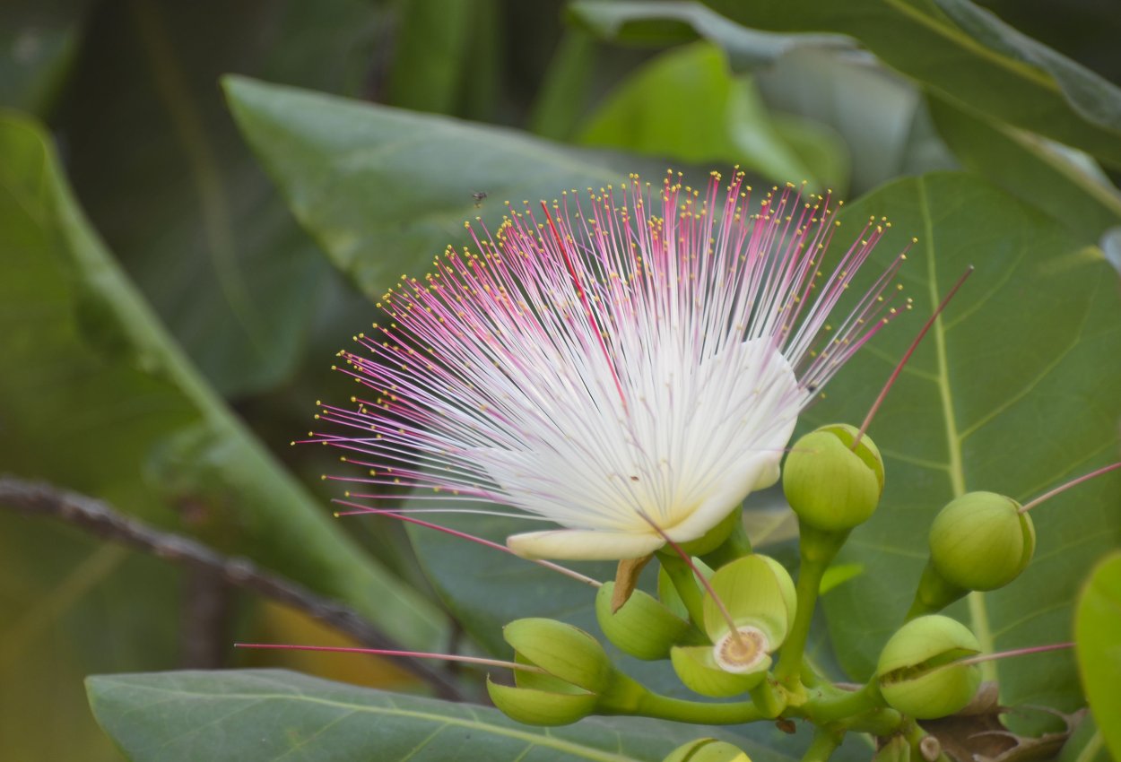 Barringtonia speciosa.