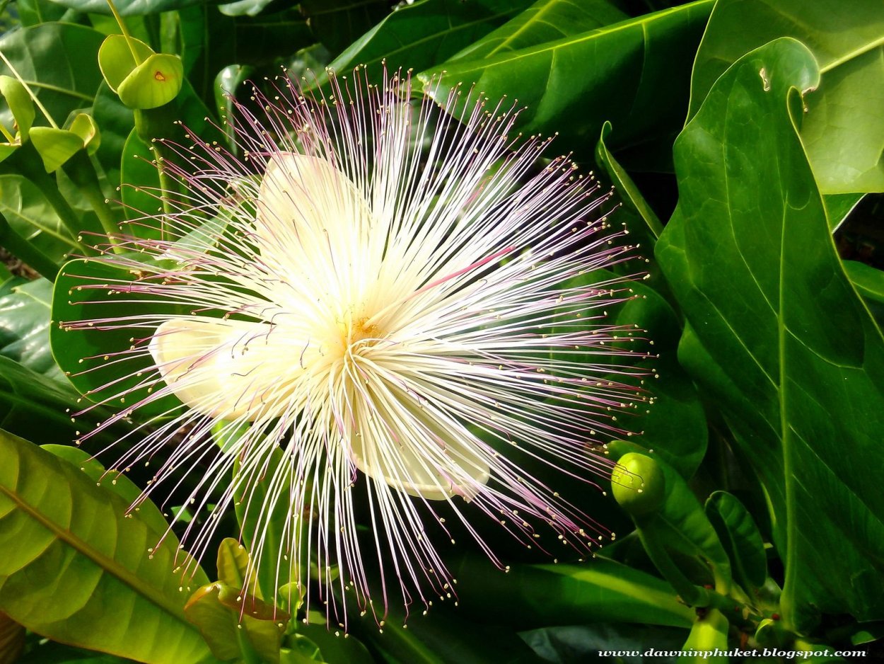 Баррингтония дерево