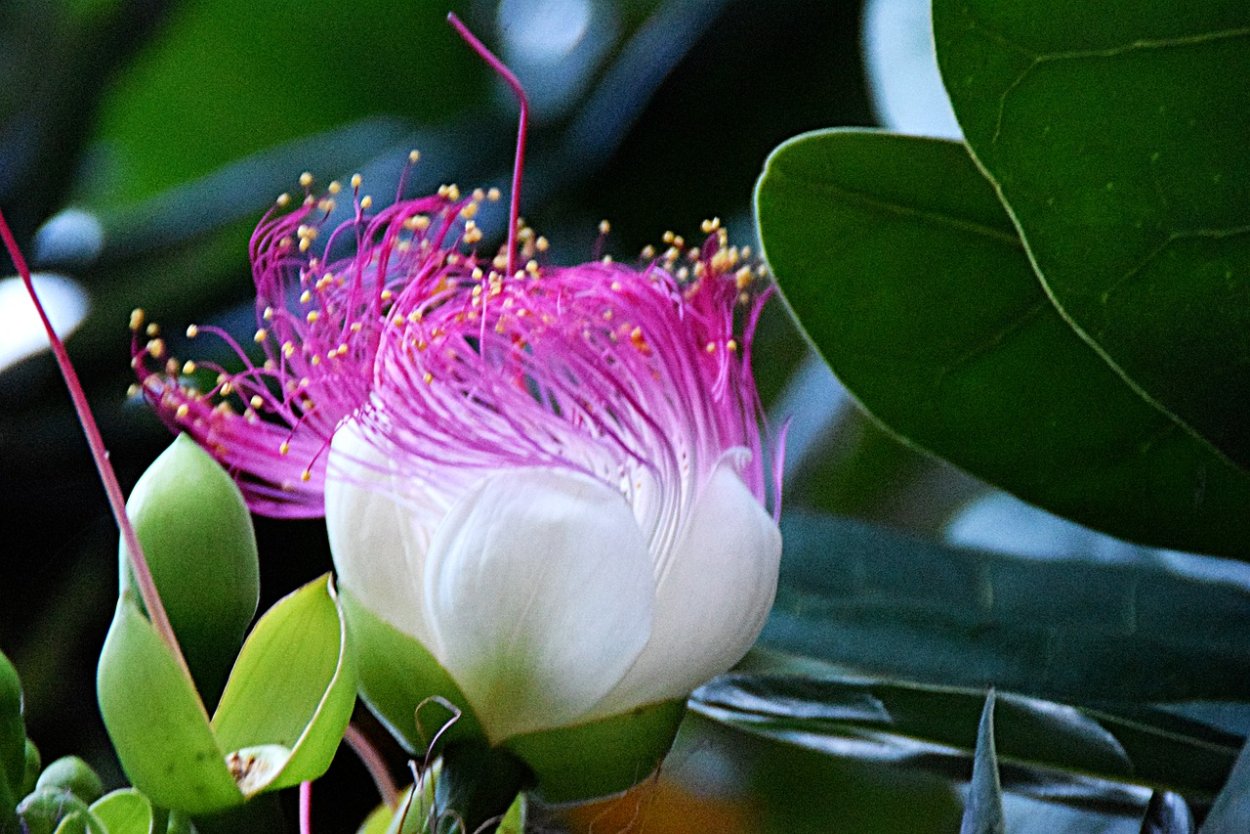 Баррингтония - розовый мангр