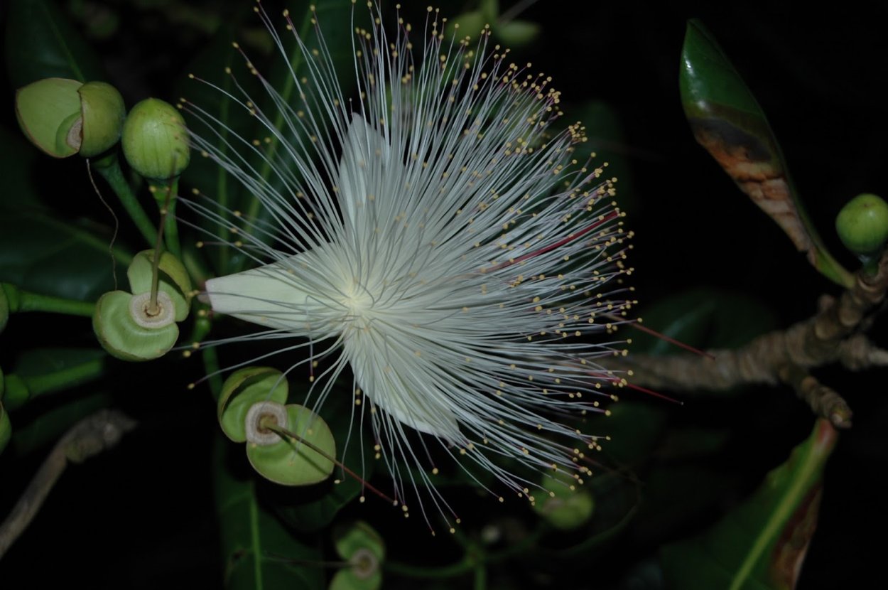Barringtonia Asiatica рисунок
