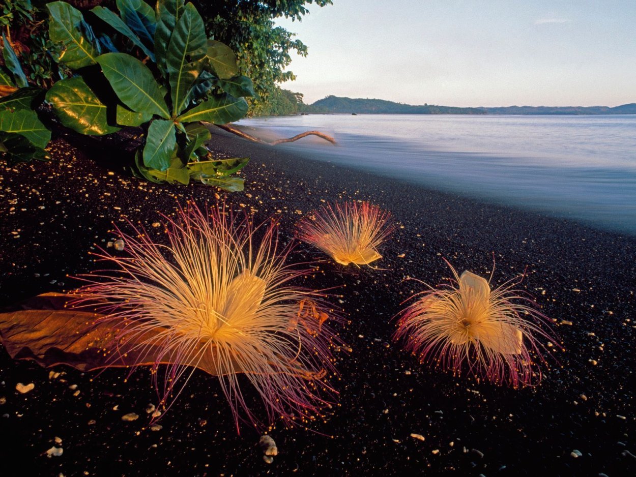 Баррингтония азиатская