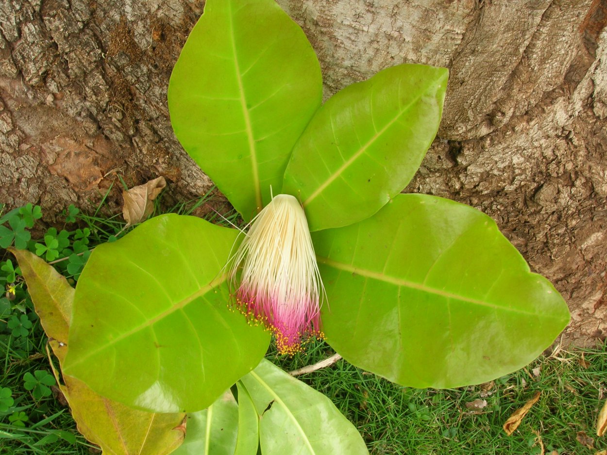 Листья баррингтонии