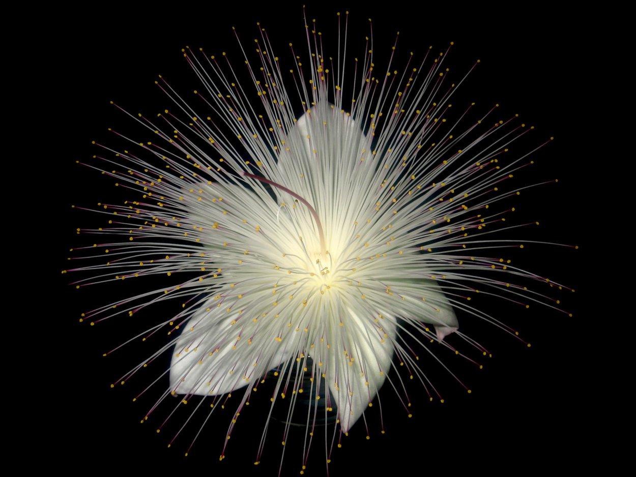 Баррингтония азиатская