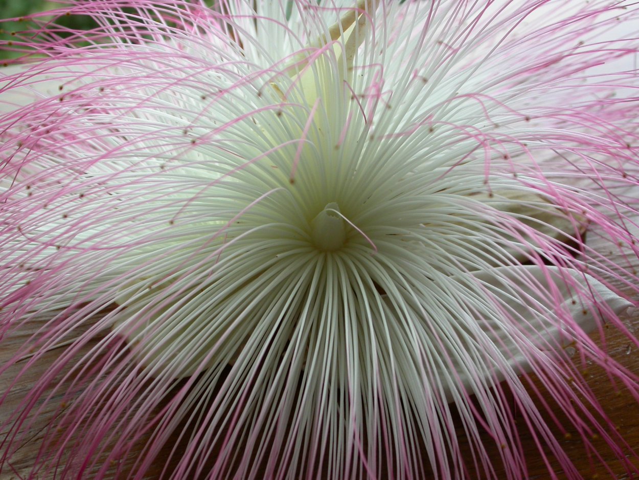 Экзотические цветы с длинными тычинками белые