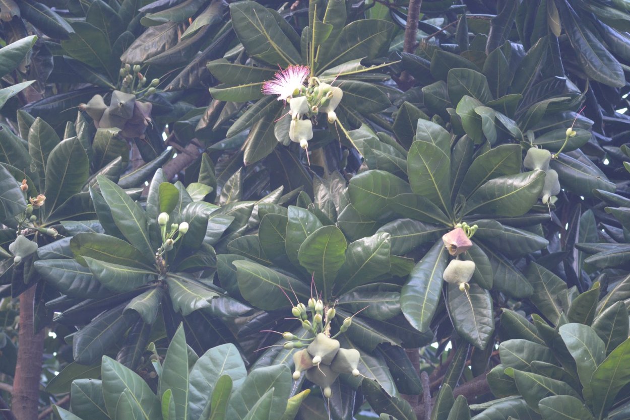Barringtonia racemosa