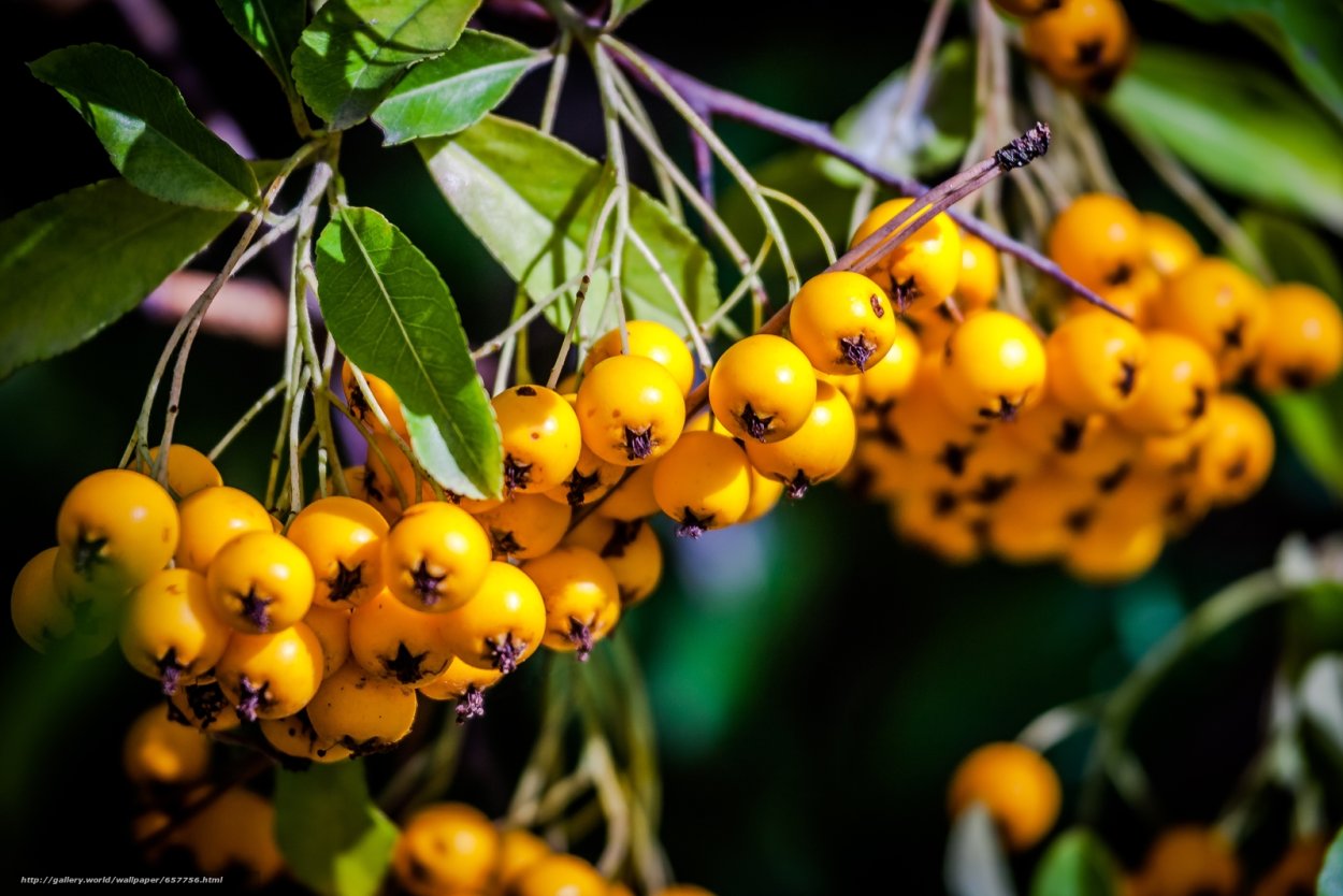 Желтая ягода