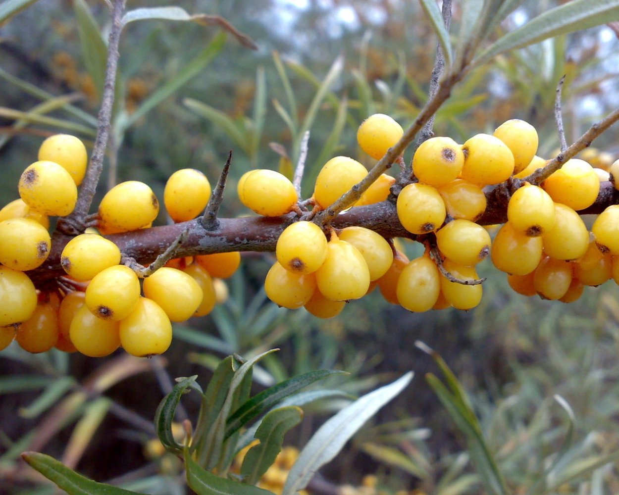 Облепиха-жёлт ягода