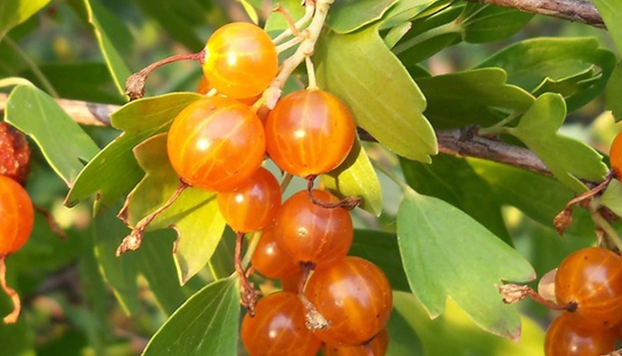 Смородина золотистая Ляйсан