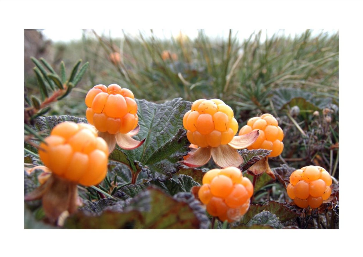 Арктическая Морошка