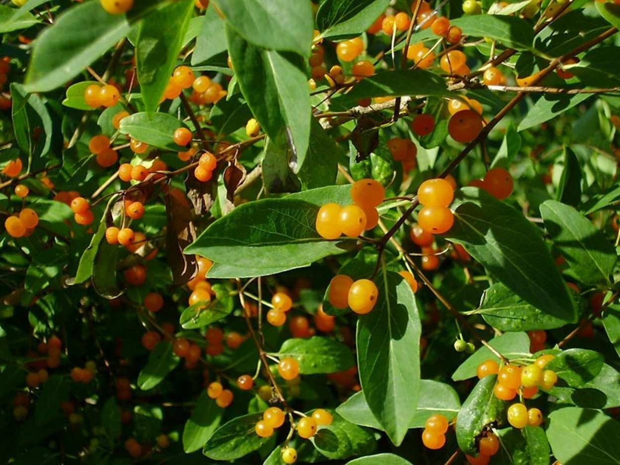 Морошка ягода