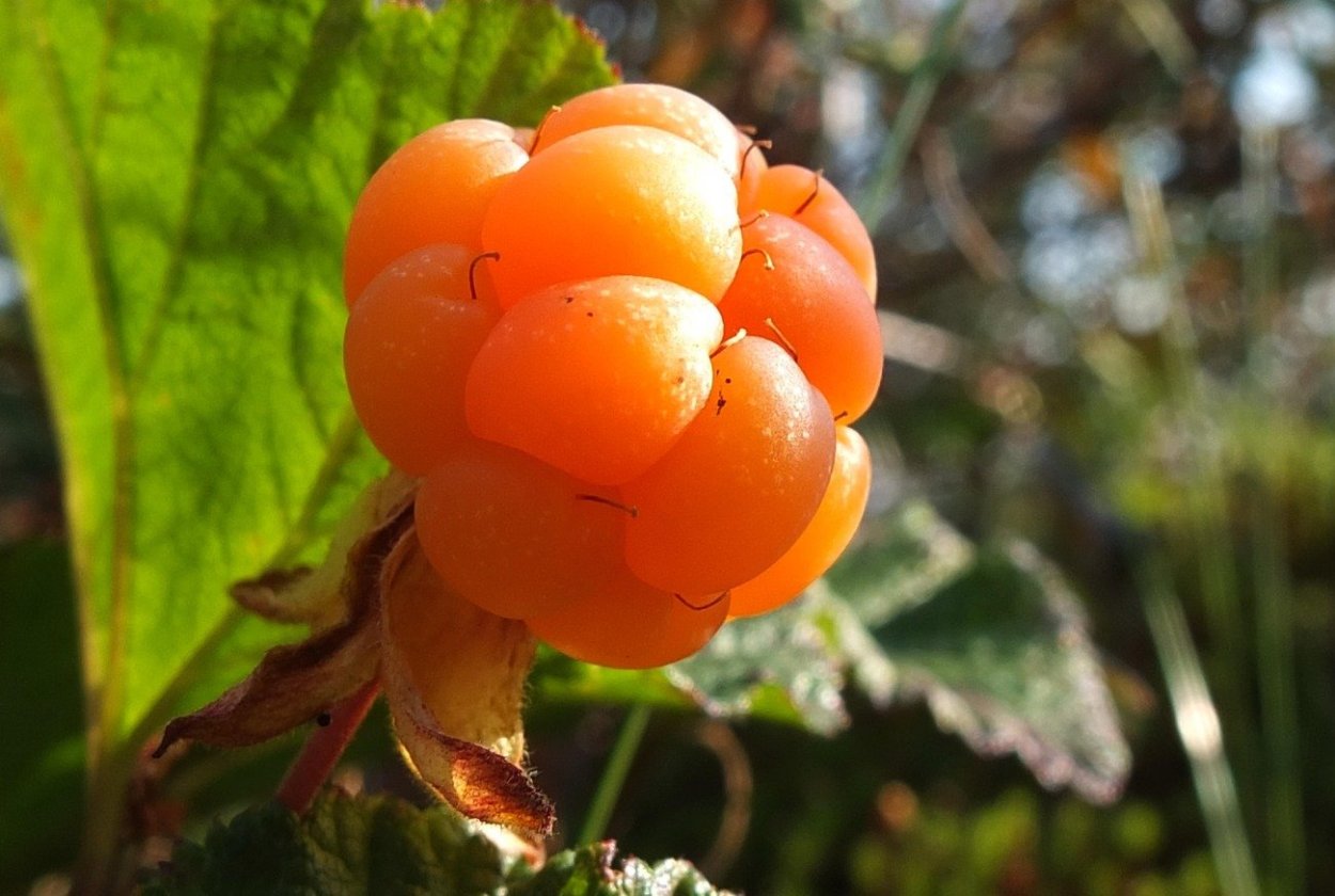 Ягода Морошка Республики Коми