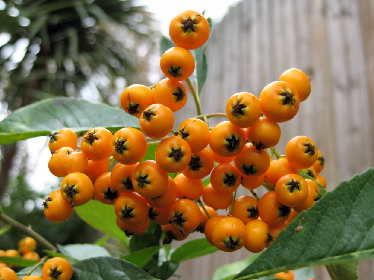 Паслен оранж Берри