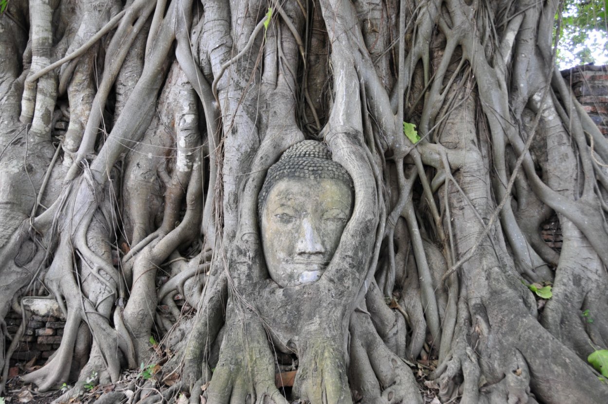 Дерево роща Баньян