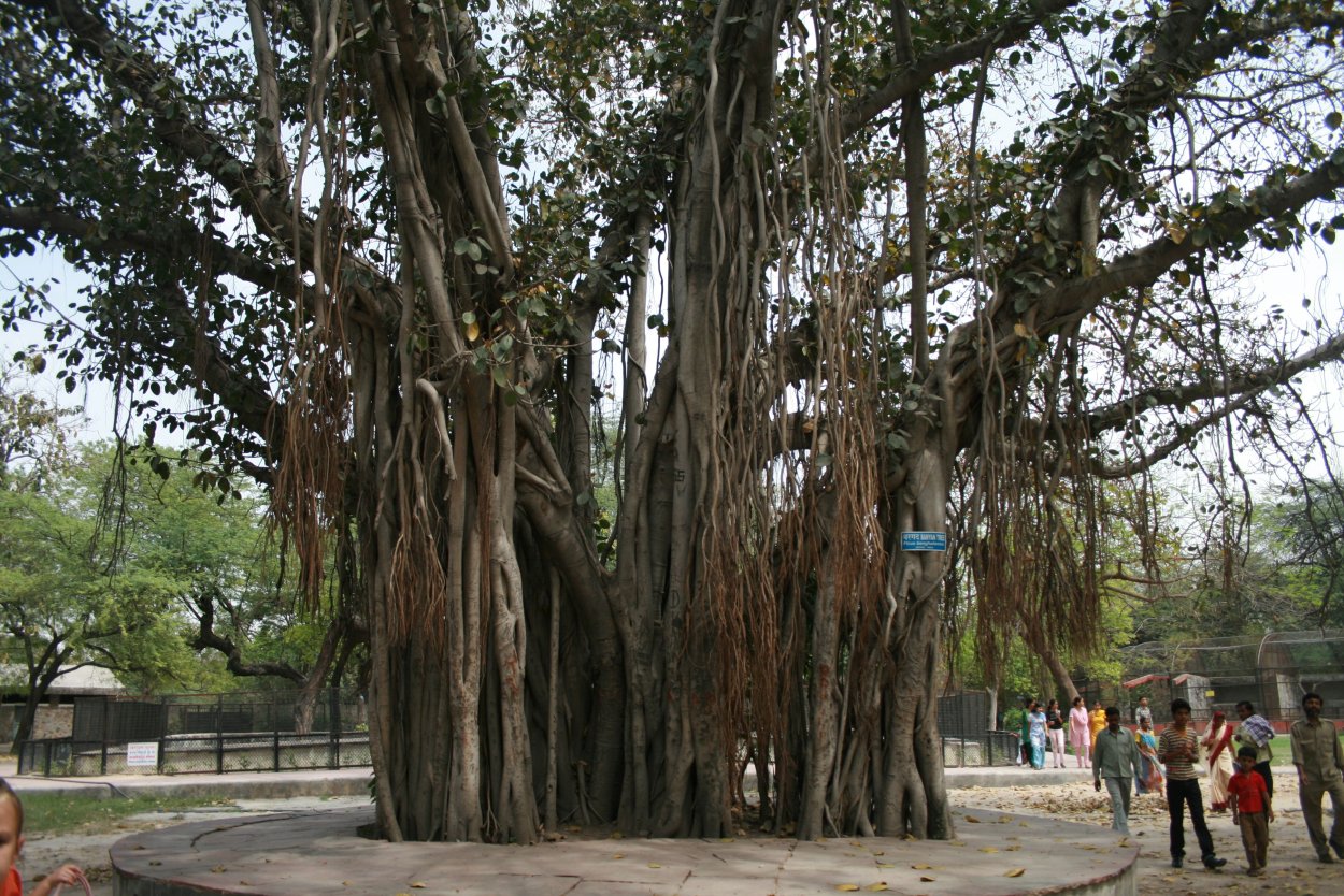 Срастание корней деревьев