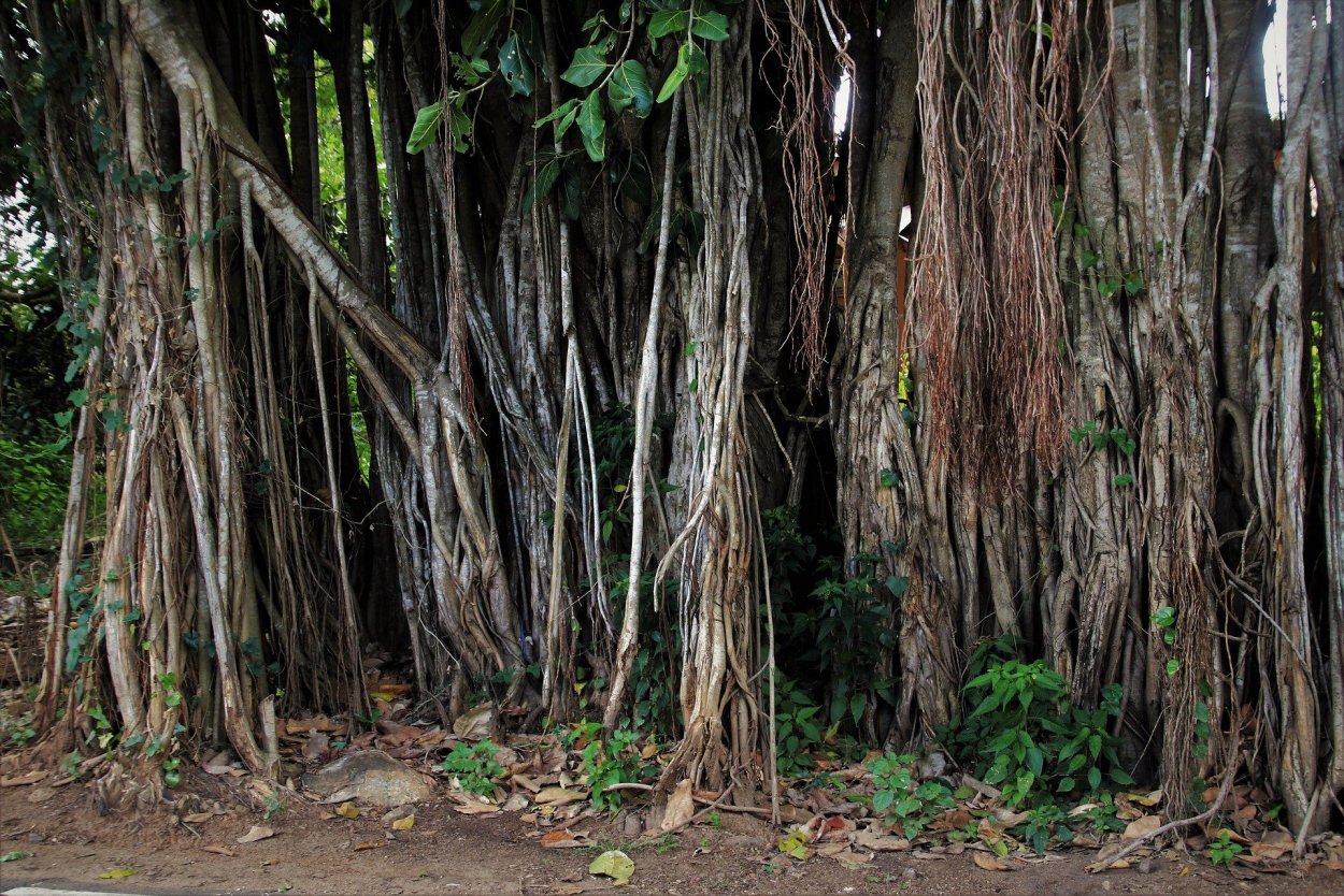 Видоизменения корней (метаморфозы)