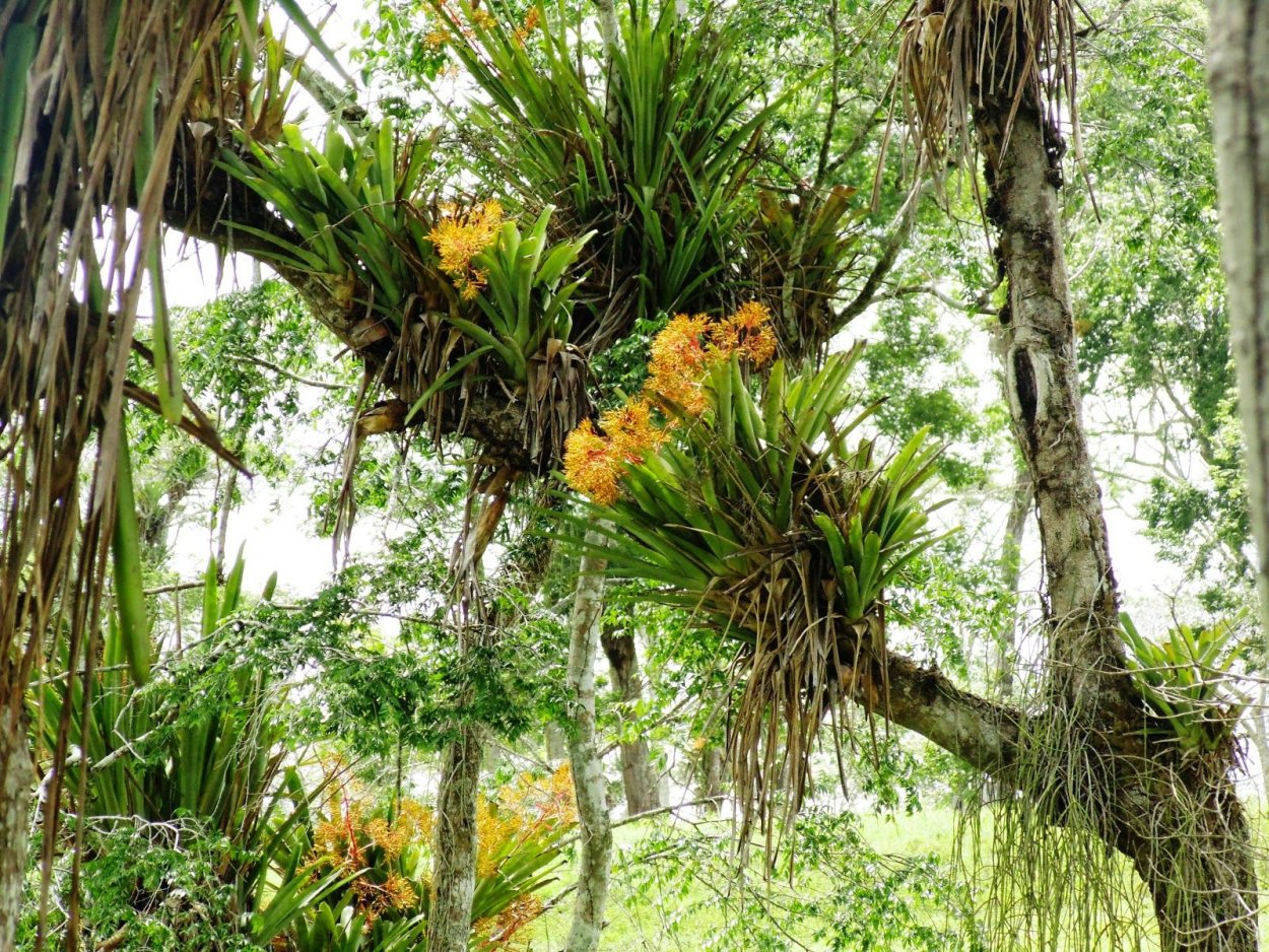 Фикус эластика воздушные корни