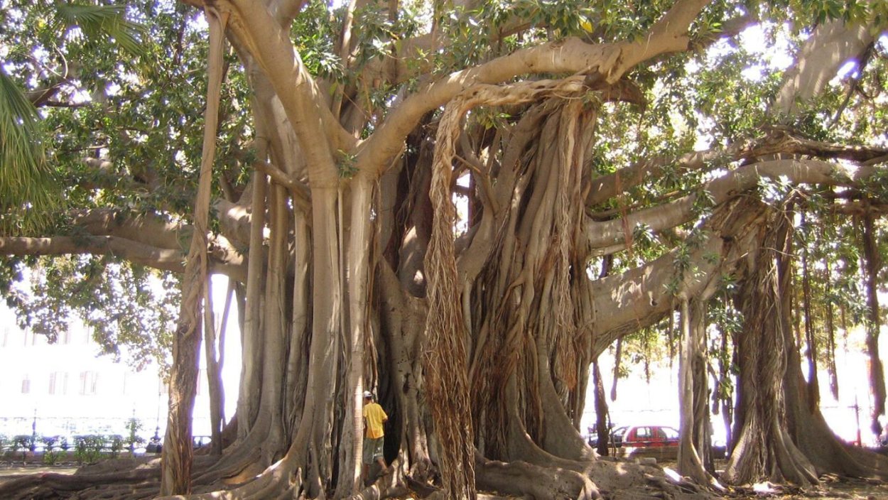 Фикус-Баньян корни