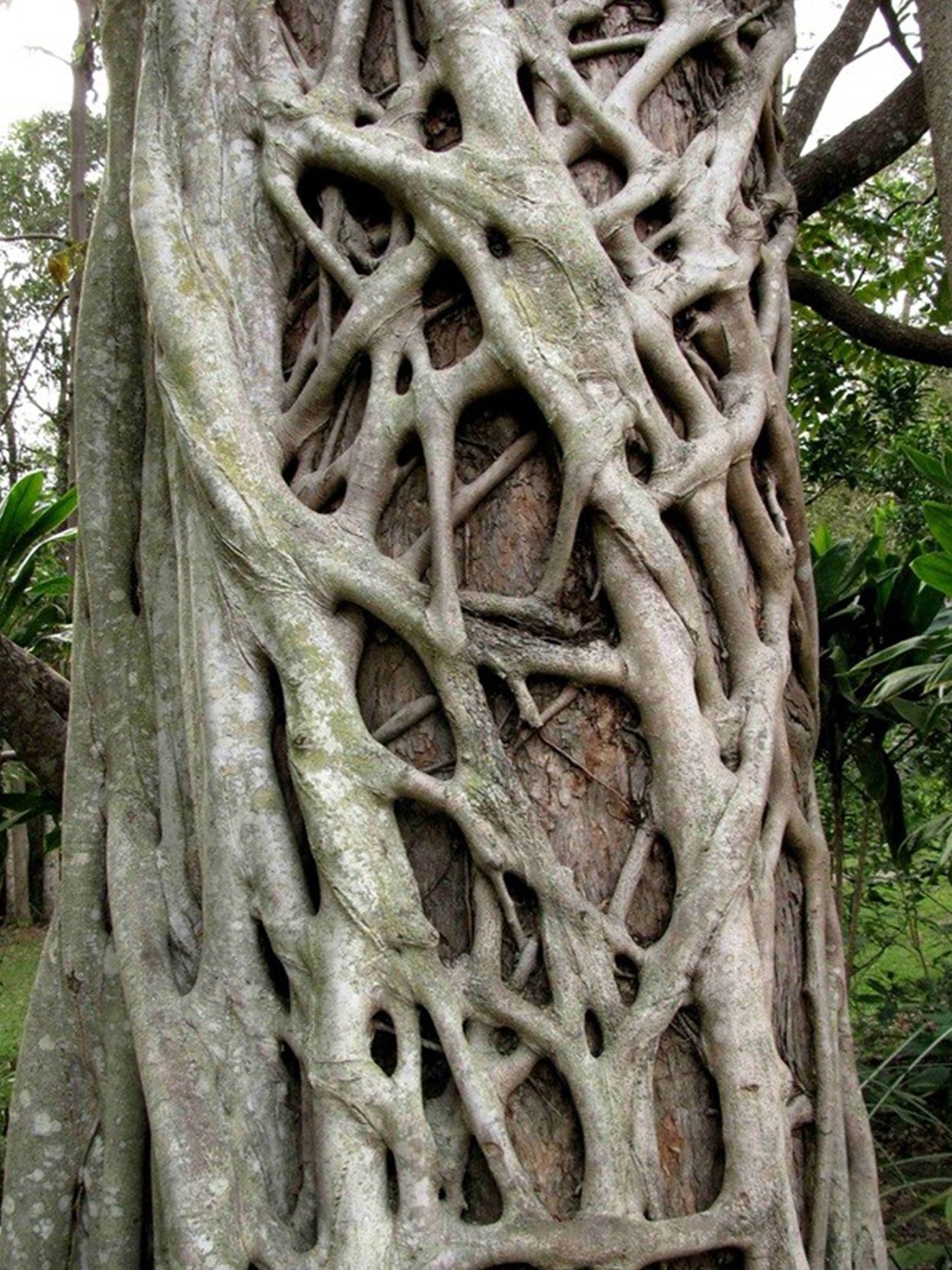 Ходульные корни баньяна