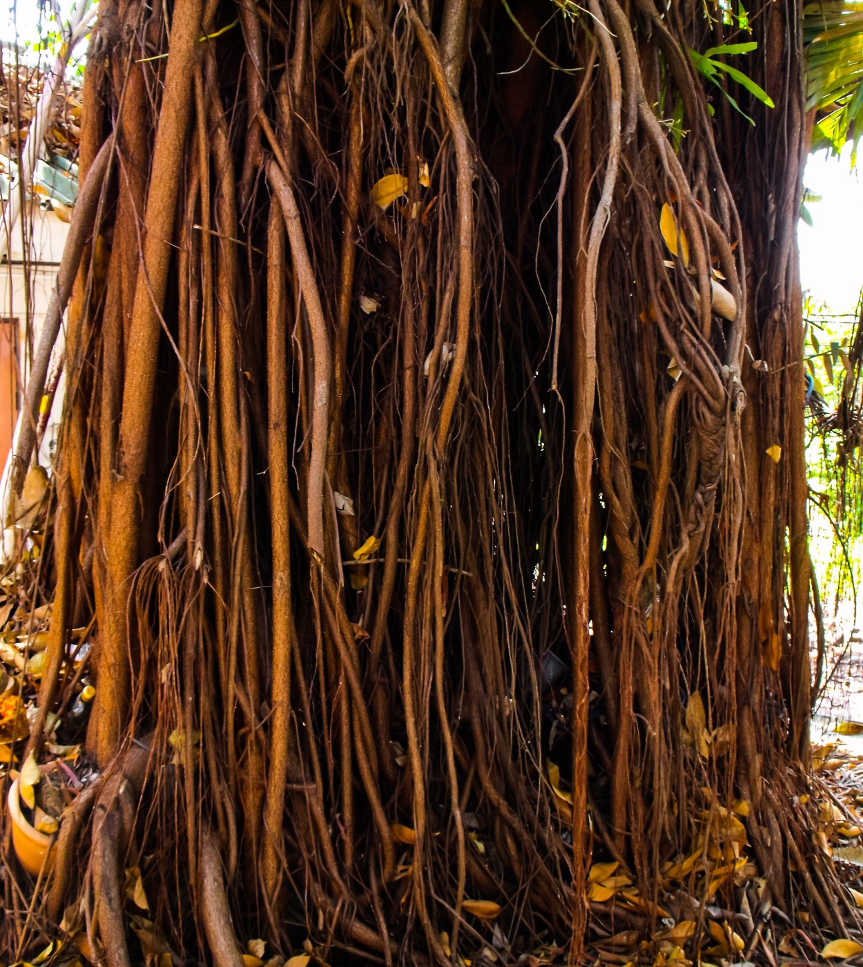 Растения с воздушными корнями