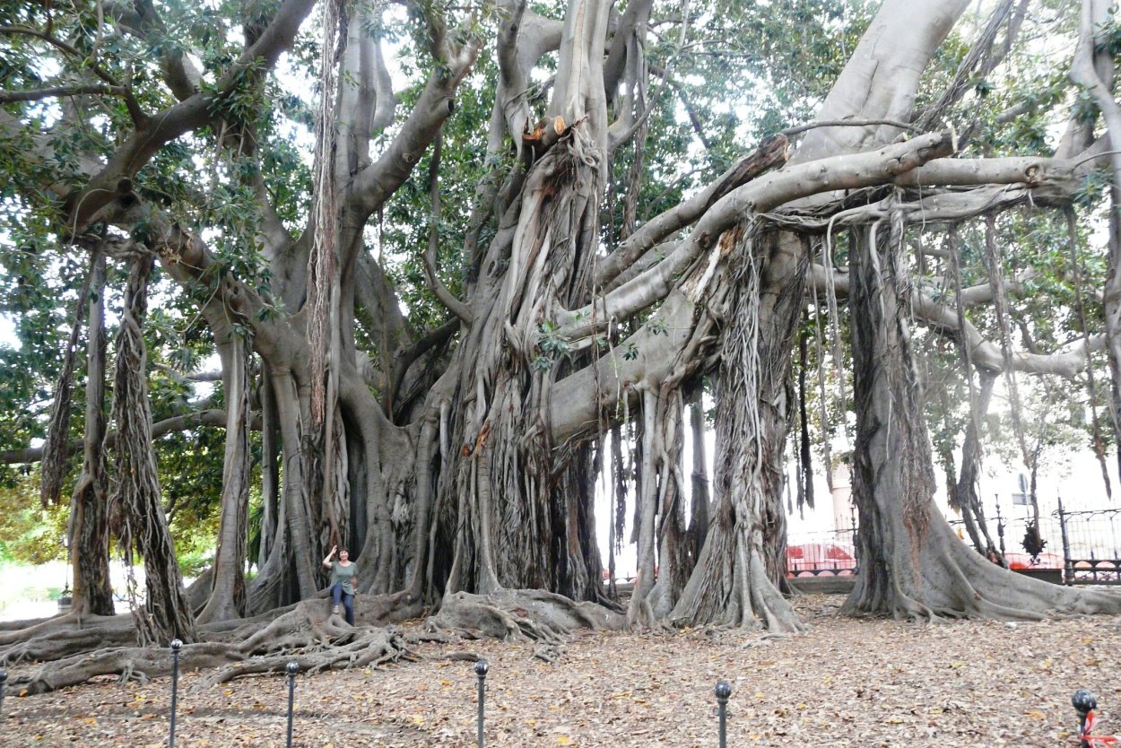 Воздушные корни баньяна