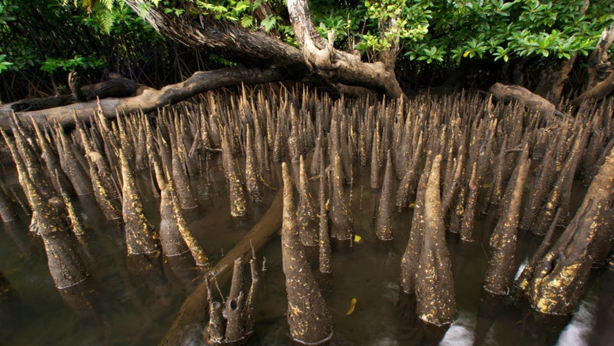 Корневище тифониума