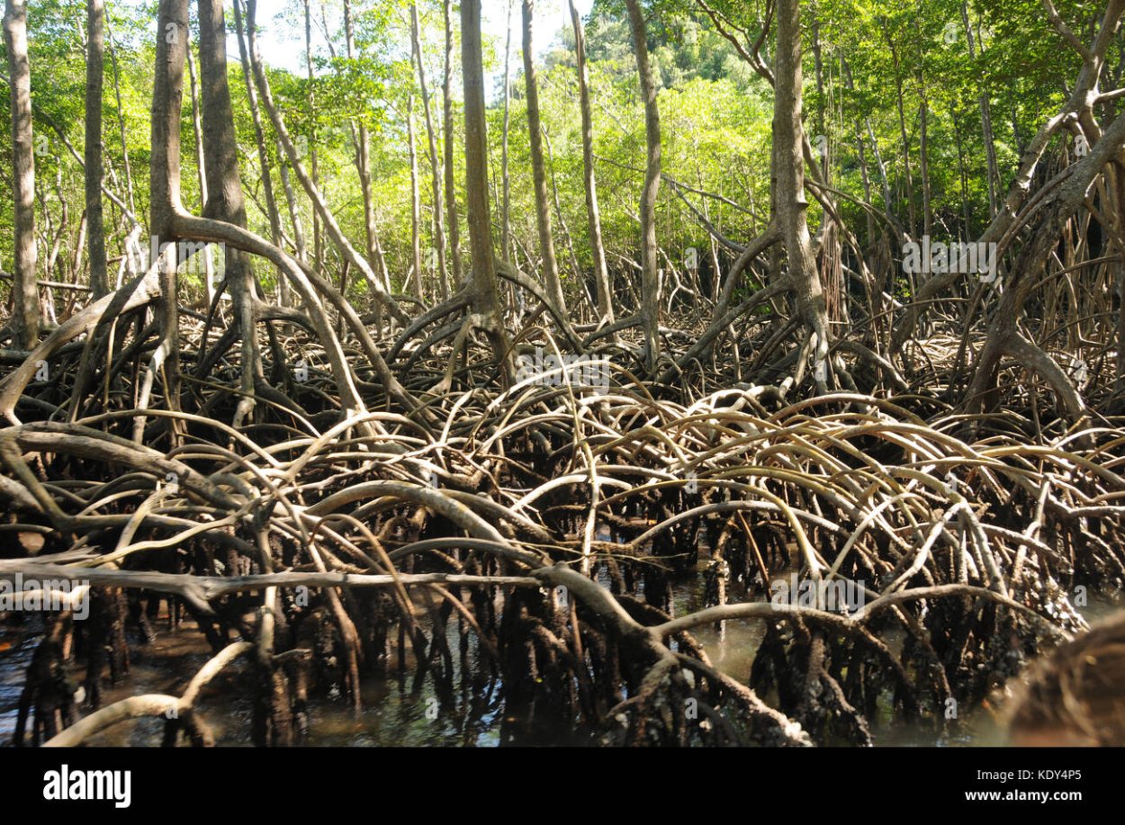 Мангровые заросли Никарагуа
