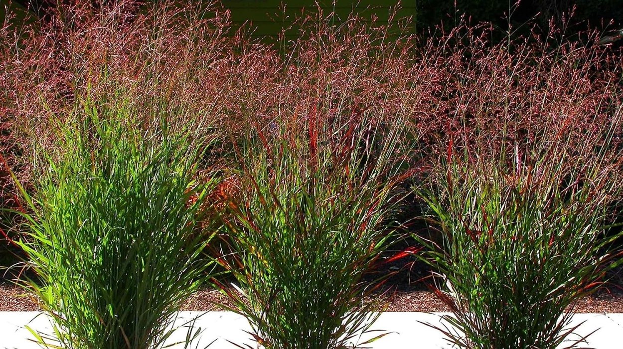 Эриантус в ландшафтном дизайне